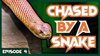 The TRUTH About Snakes | Venom Diaries