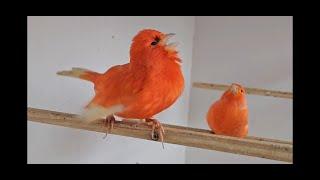 Red Canary Breeding Season  (video 5)