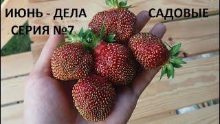 Июнь - дела садовые серия № 7