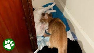 Cat steals her friend’s kittens but with the absolute best intentions