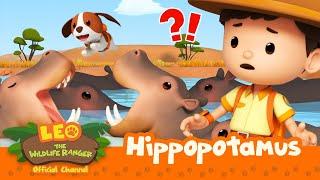 The HIPPOS are HUNGRY!  | Hippopotamus | Leo the Wildlife Ranger | #compilation