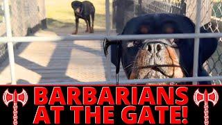 2 Gnarly Rottweilers Need to Learn how to Meet People without Terrifying them - Fix Fence Aggression