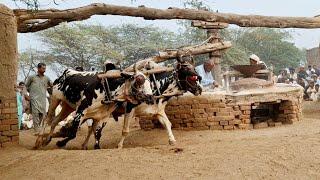 Old is gold | Bull powered flour mill | khrass atta chakki | Cold pressed wheat flouring