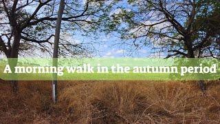 A morning walk in the autumn period | Kiryat Bialik Israel