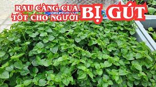 Peperomia pellucida supports the treatment of gout