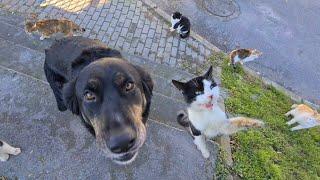 Funny Dog ​​hangs out with cats eats cat food and acts like a cat.