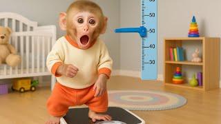 Monkey LiLy Gains Weight! A Fun Journey To Change Her Daily Eating Habits  | MONKEY LILY TDC