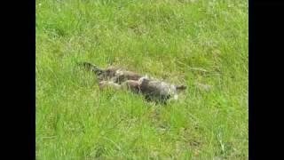 ermine kills rabbit