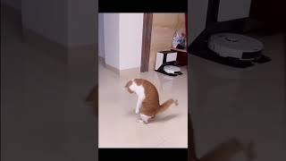 cute funny cat #cat #whiskers #funny #cute #funnyvideo #shortsvideo #shorts