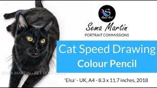 Colour Pencil Pet Portrait of 'Elsa' the Black Cat