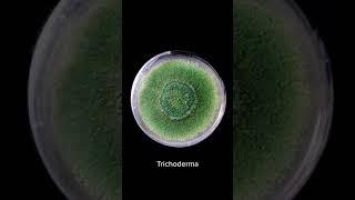  Trichoderma: Friend and Foe
