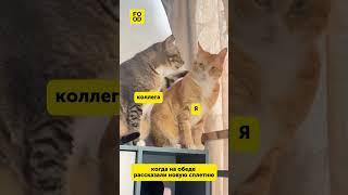 Когда села пообедать на работе#юмор #смех #веселье #прикол #еда #питание #обед #foodru