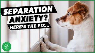 How To Help A Dog With Separation Anxiety | Ultimate Pet Vet