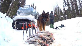 поймали кучу рыбы.рыбалка на таежном ручье