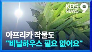 “하우스도 필요없어요”…‘아열대 작물’ 노지 재배 확대 [9시 뉴스] / KBS  2024.08.26.