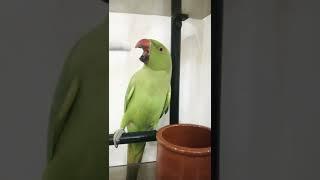 Khursheed World # shorts #mithu videos # parrots vlog# subscribe to my channel#