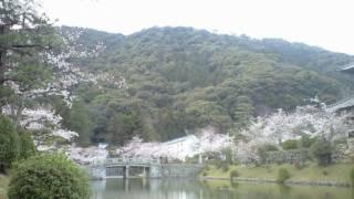 【K】2010  錦帯橋の桜