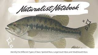 Naturalist Notebook - Identifying Bass (Spotted, Largemouth & Smallmouth)