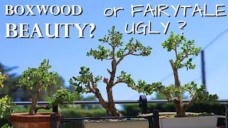 Boxwood bonsai - part 3: styling for future beauty | Blue Sky Bonsai