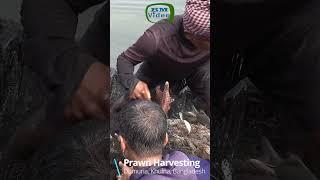 Prawn harvesting