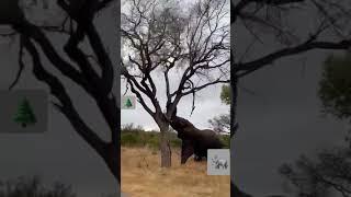 Elephant Knocked down Huge Trees . #shorts #elephant #trees