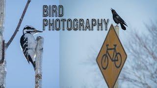 The Importance of Patience || An Opportunistic Bird Photography Outing