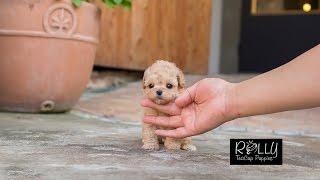 Cream Coat Loving Personality Poodle 'Belle' - Rolly Teacup Puppies