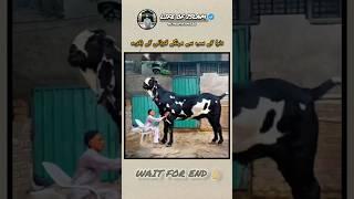 Donya ka sab sa mahanga Qurbani ka bakra #viralvideo #shorts #facts