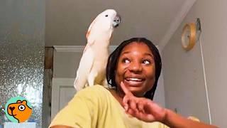 Shy Cockatoo Becomes Woman's Shadow, And She Doesn’t Mind | Cuddle Buddies