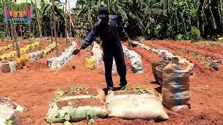 Achieving Massive Sweet Potato Harvest: Horizontal vs Vertical/ Ridges vs Sacks