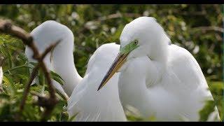 Audubon: Coastal Resilience