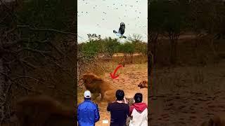 Wow.. A herd of hyenas attacked a lion 
