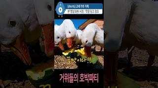 #거위들의 #호박 파티  #goose