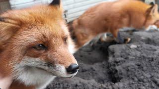 In January 2025, foxes start digging a burrow