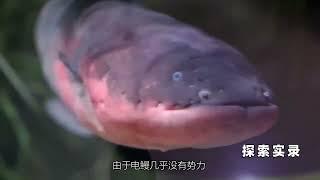 國外小哥，徒手觸碰電鰻後，手臂麻痺痛苦不堪 #奇聞奇事 #電鰻 #徒手抓魚 #詭異