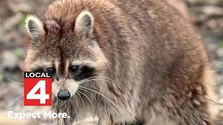 Here's how raccoons infected with distemper could be bad for your pets in Metro Detroit