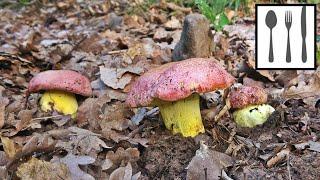 Borowik królewski (Butyriboletus regius) Węgry