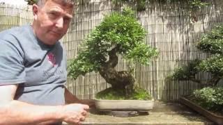 Hawthorn Bonsai Techniques Part Two