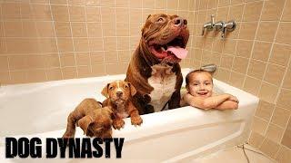 Giant Pit Bull Hulk's $500,000 Puppy Litter | DOG DYNASTY