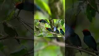 The Nature | Attenborough | The Professor