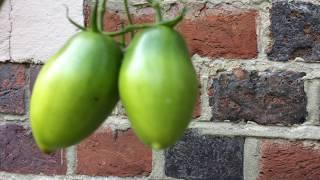 Grow Fruits - Growing Long Green Tomatoes In Garden #tomatoes #growfruits #gardening #worldgardeners