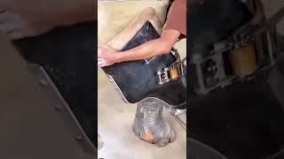 GUY PUTS CONDOM ON ELEPHANT?! #shorts #viral