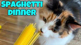 Spaghetti Dinner - Cats And Noodles