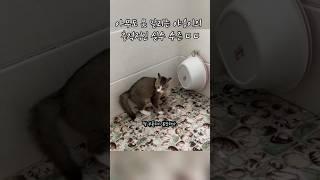 아무도 못말리는 야옹이의 충격적인 실수 수준 ㄷ ㄷ