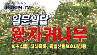 왕자귀나무(Albizia kalkora) 원본 동영상, HORIM-TV