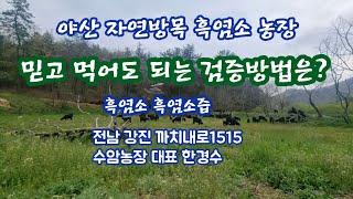 97)) #흑염소자연방목 최고의 농장#믿을 수 있는 흑염소  #흑염소 까치내로1515 수암농장 대표 한경수 010 4338 5988 #계양산 장선생 010 8511 6577.