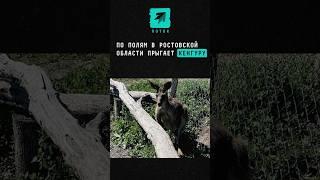 По полям в Ростовской области прыгает кенгуру #новости #поток #ростовскаяобласть #кенгуру #животные