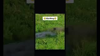 The Chase of a Lifetime: Warthog Speed vs. Lion Prowess