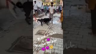 sultan the black pitbull sultan lock on street dog