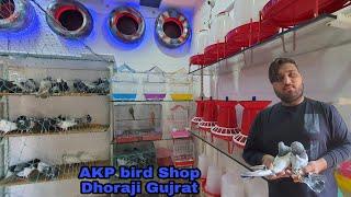 #SA_Pigons_Gondal AKP brid Shop in dhoraji Gujrat all kabutar&budgerigar&all brid available for sale